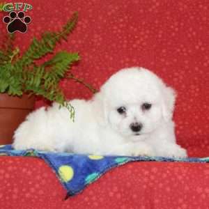 Mickey, Bichon Frise Puppy